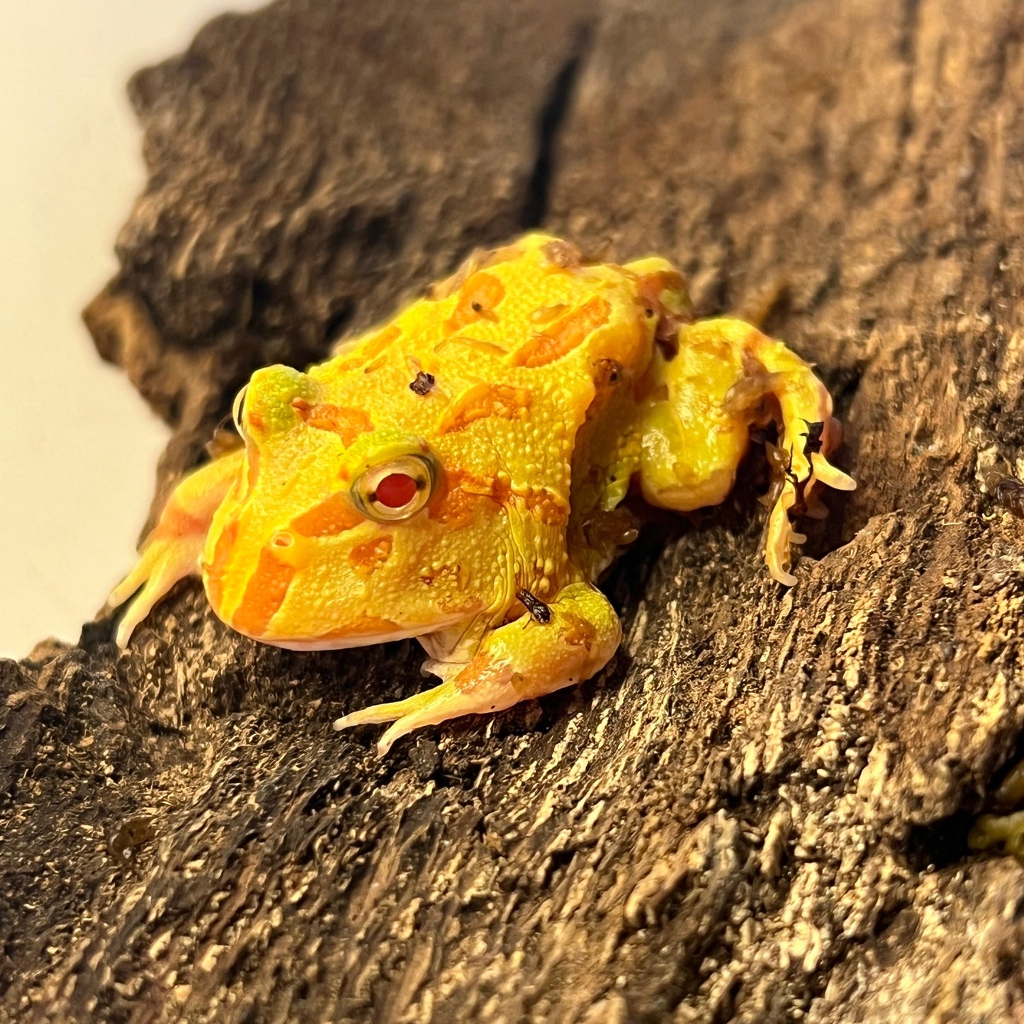 Albino pacman frog baby