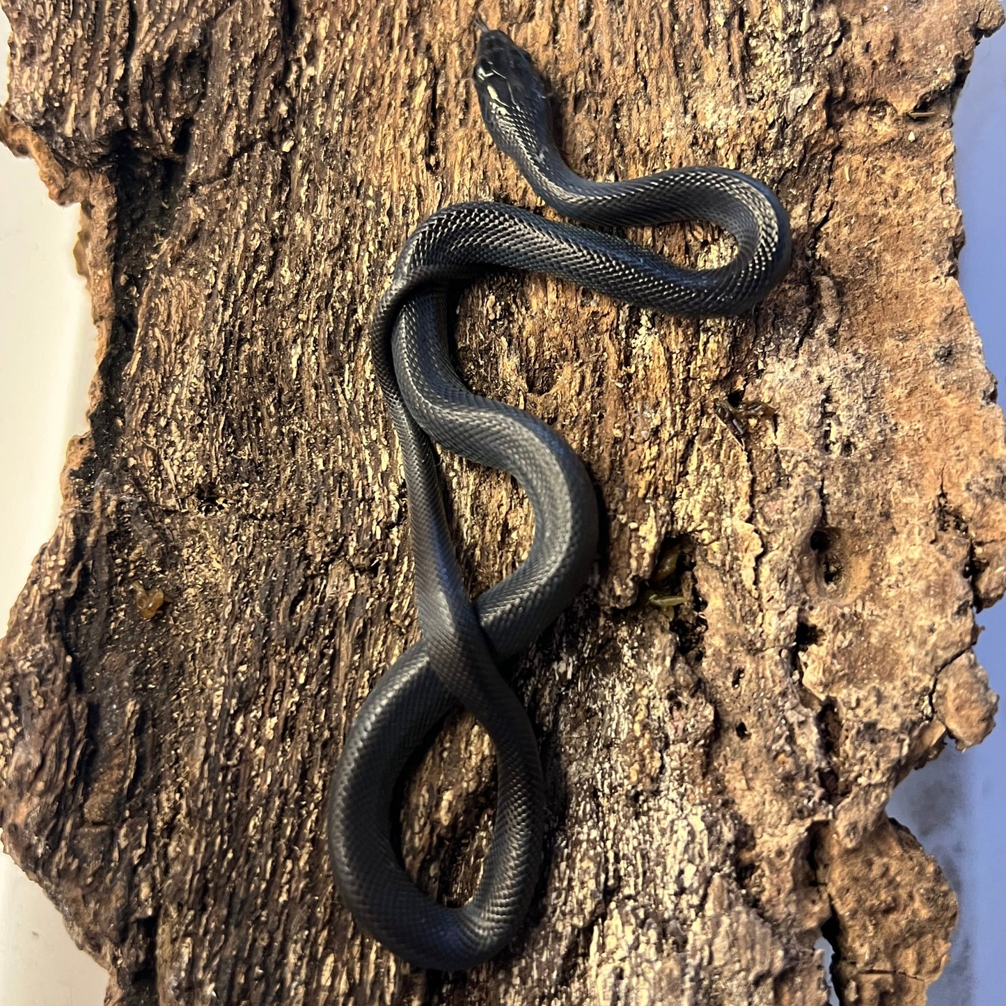 African Black House snake baby