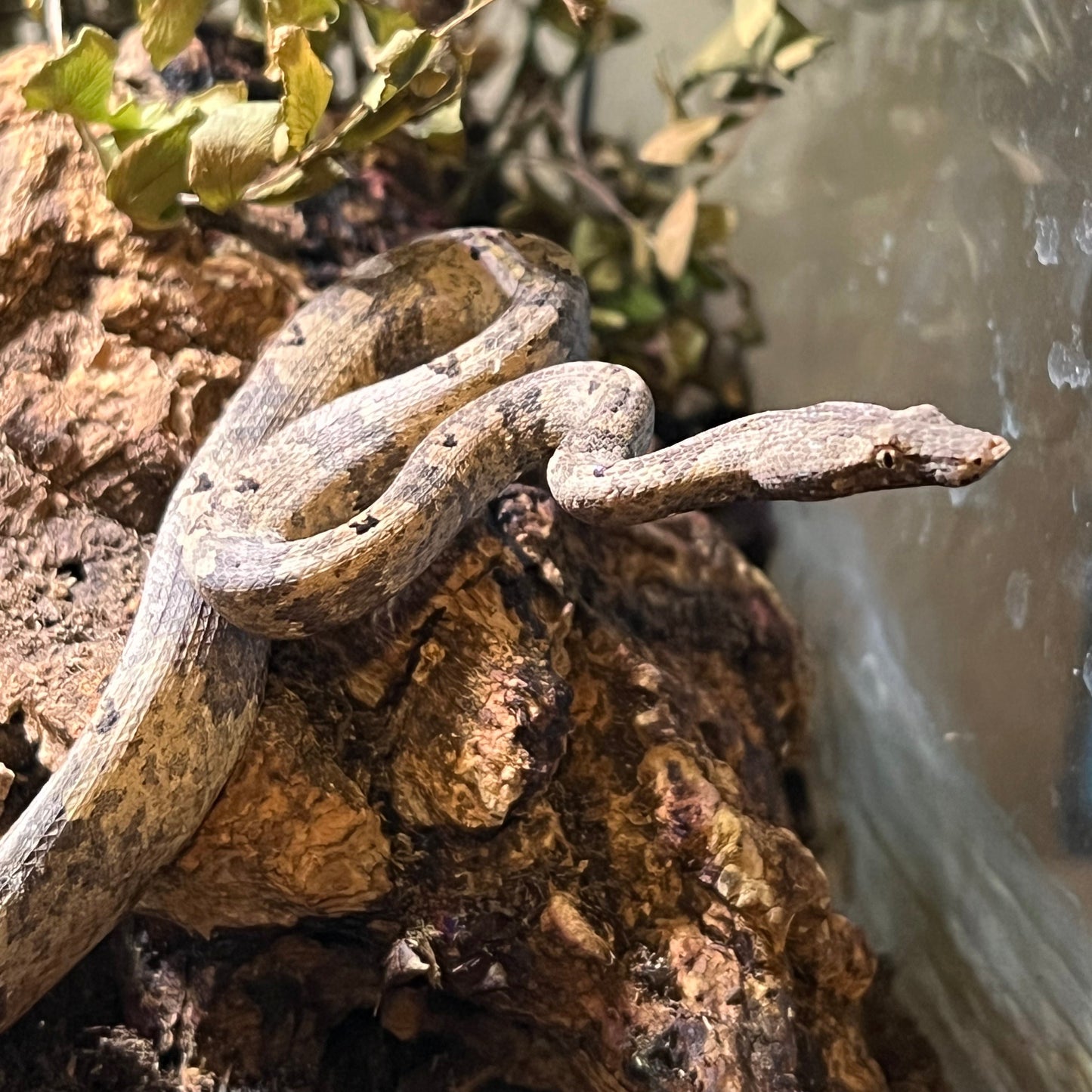 Indonesian tree boa