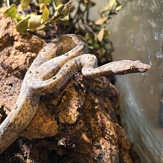 Indonesian tree boa