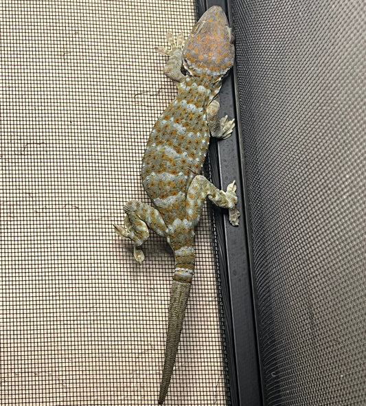 Adult Tokay Gecko