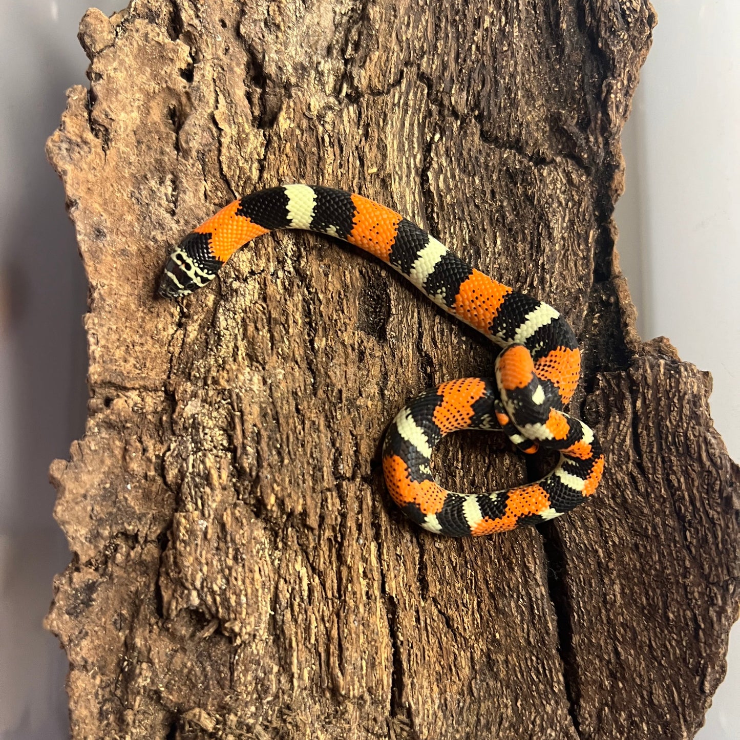 Tricolor hognose snake baby