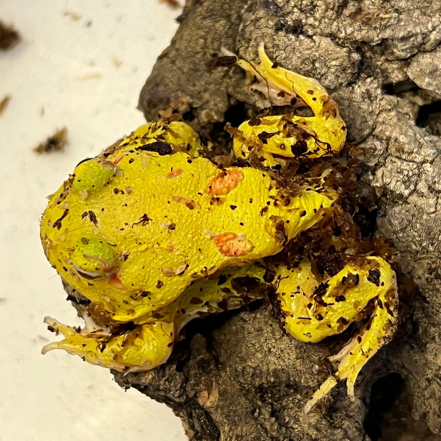 Ceratophrys cranwelli (Pikachu Pacman Frog)