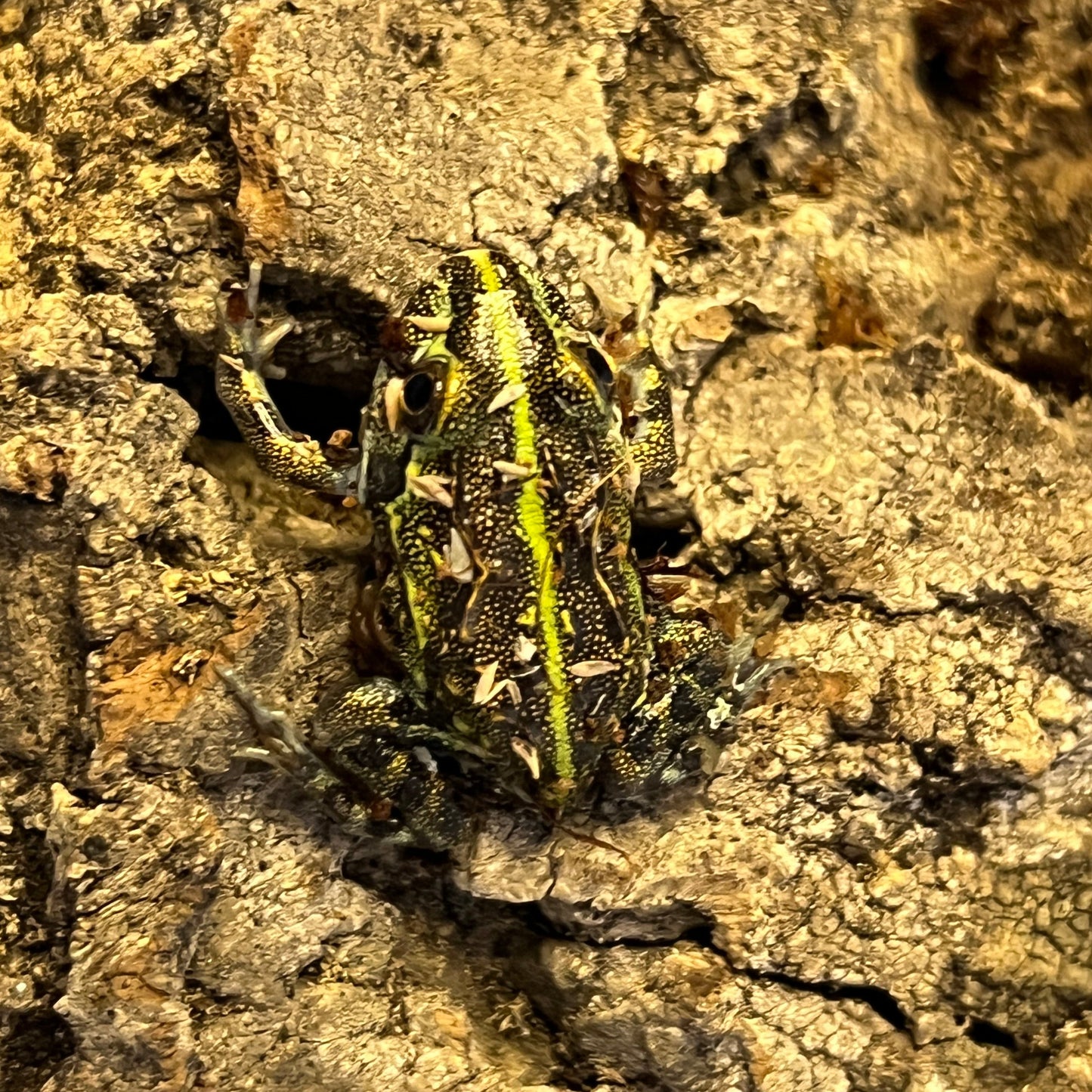 Pyxicephalus adspersus (Giant Pixie Frog)