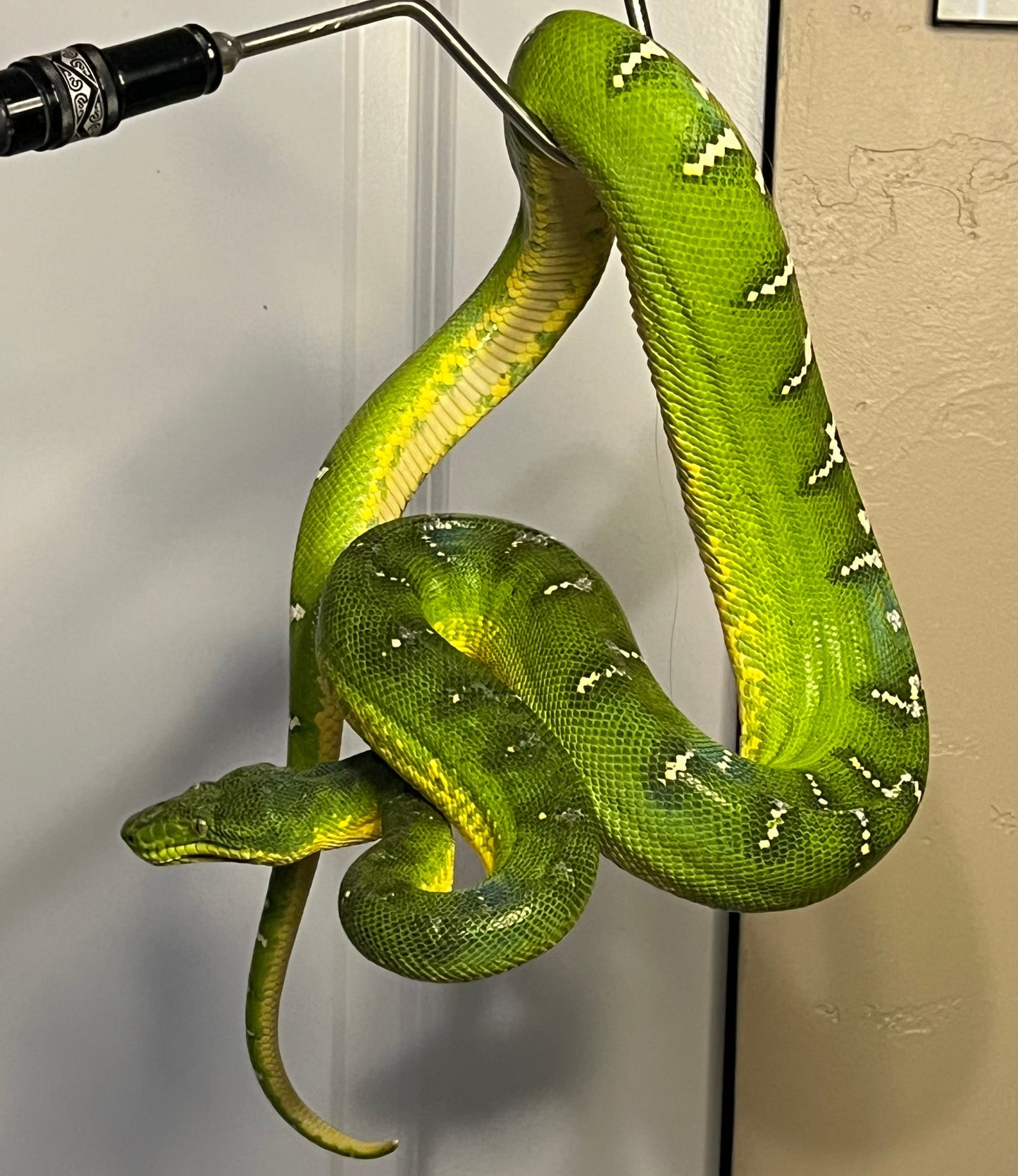 Corallus caninus (Emerald Tree Boa)