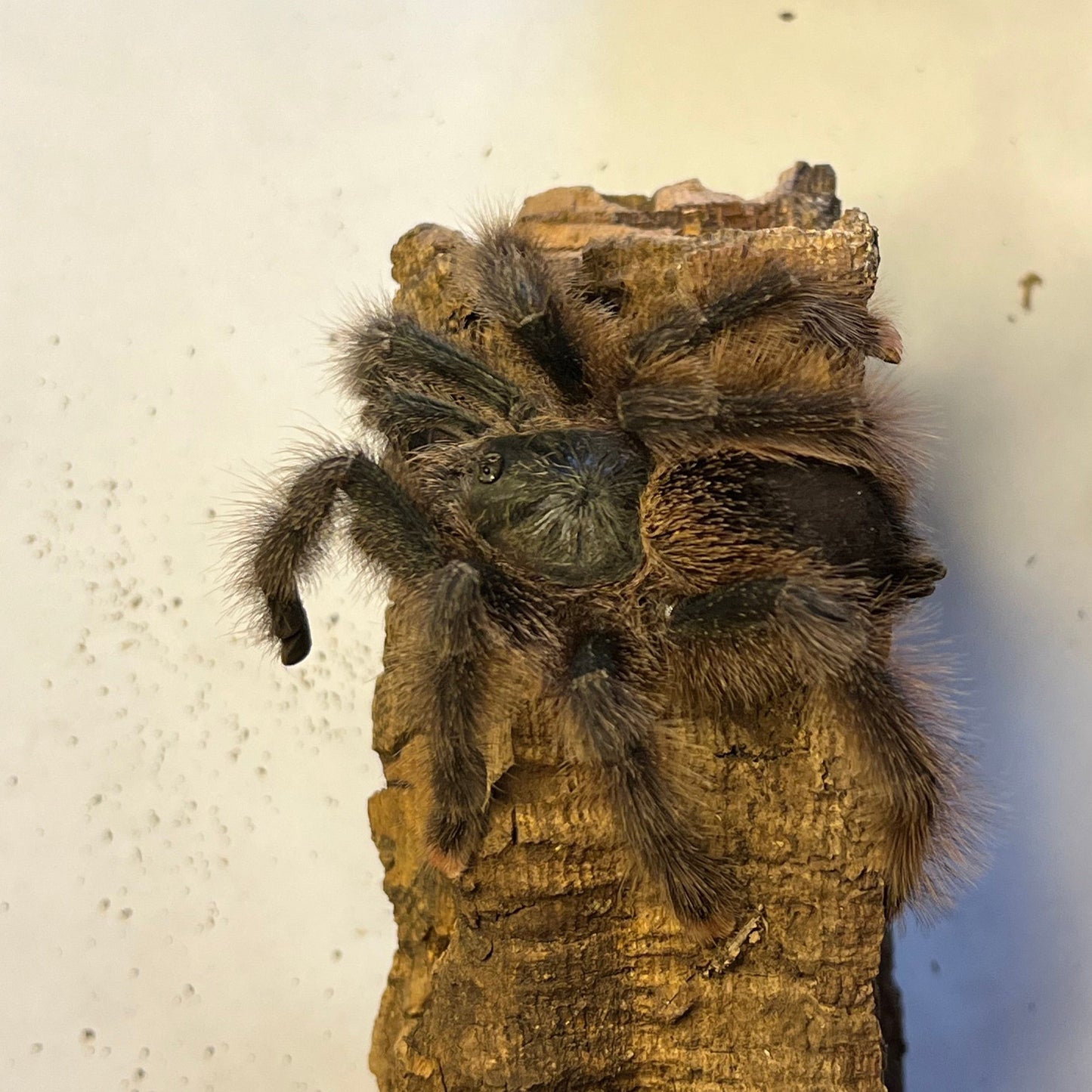 Avicularia braunshauseni (Goliath Pinktoe Tarantula)