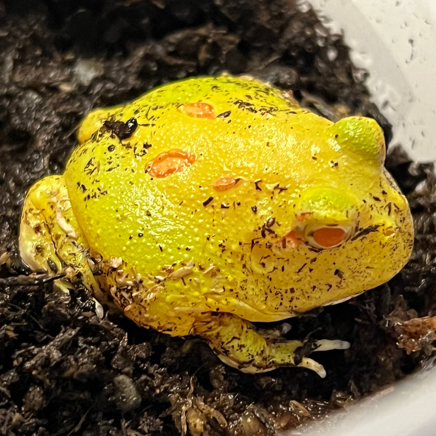 Ceratophrys cranwelli (Pikachu Pacman Frog)