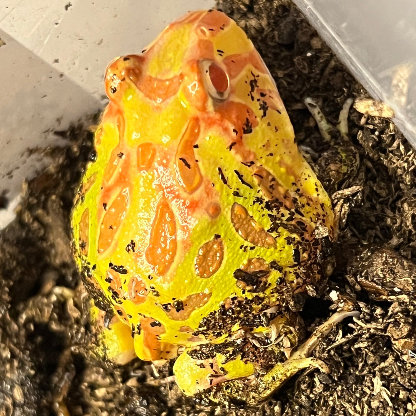 Ceratophrys cranwelli (Apricot Pacman Frog)