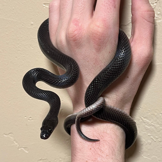 Black African House Snake Adult