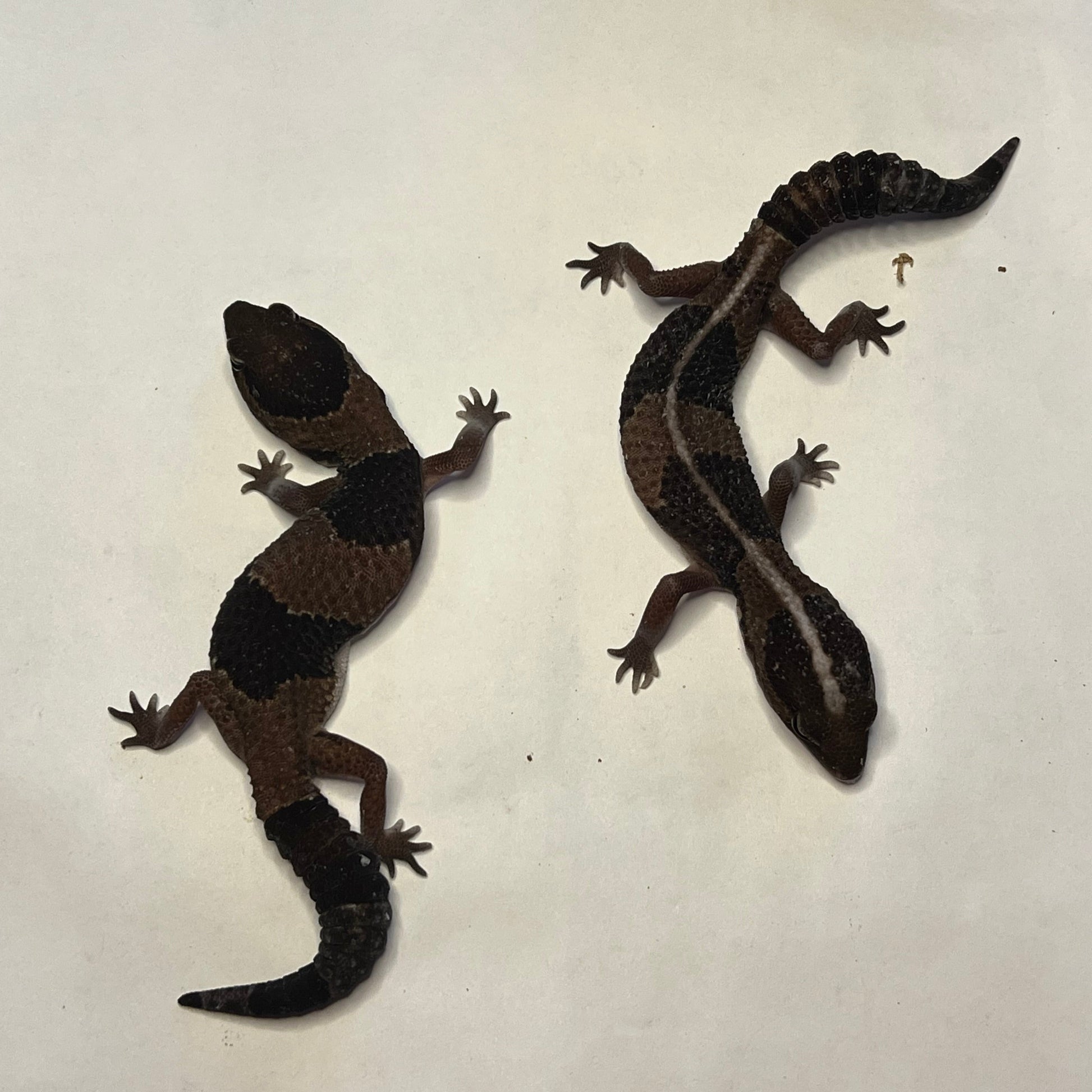 African Fat Tail Geckos