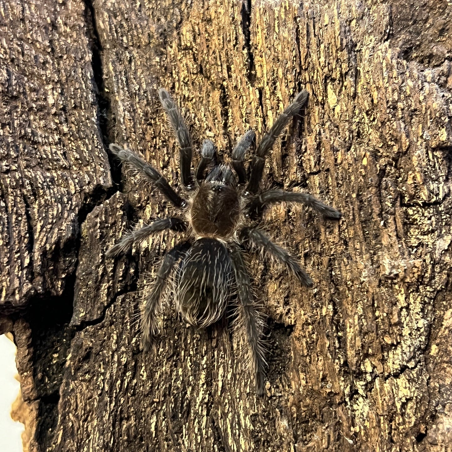 Curly Hair Tarantula