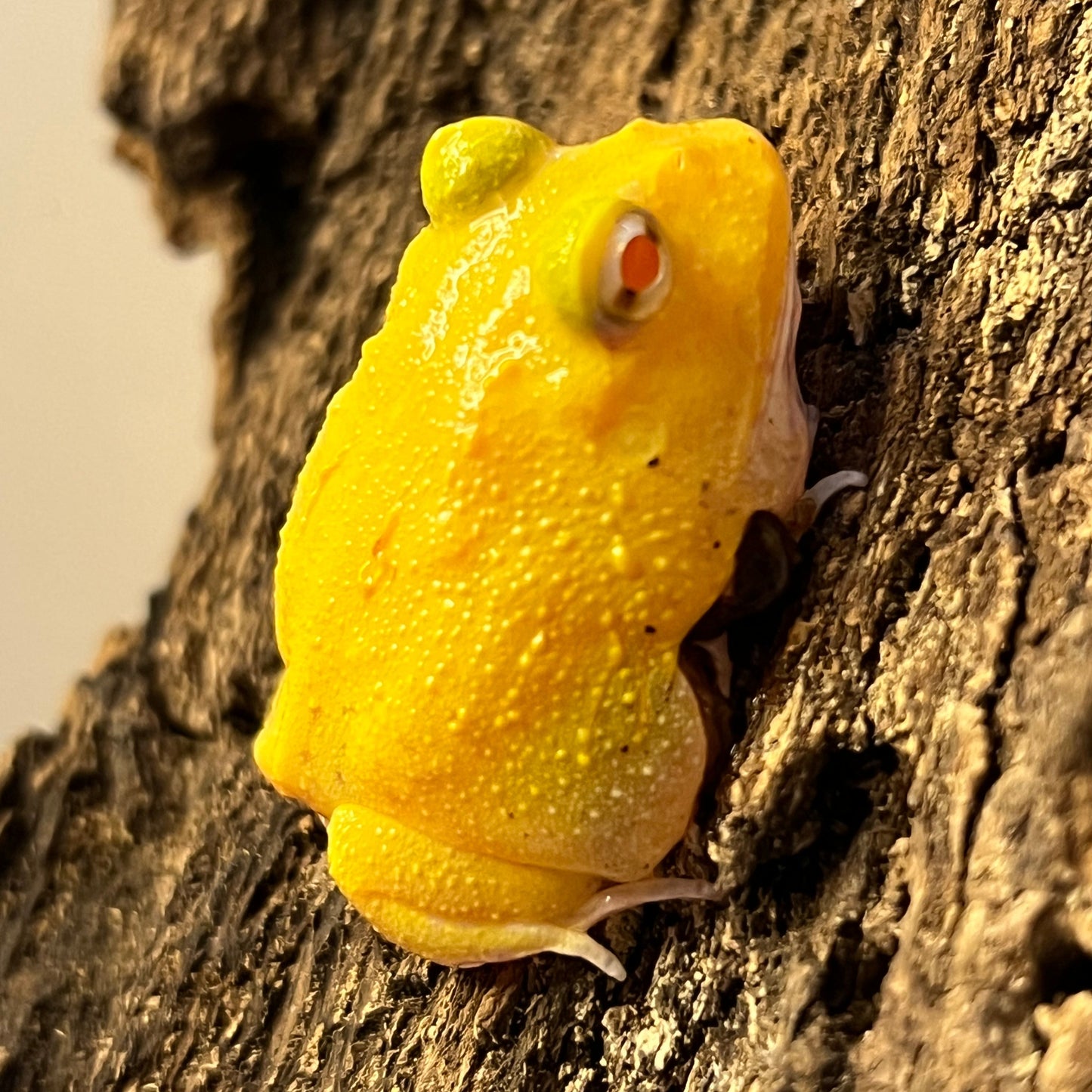 Super Pikachu Pacman Frog