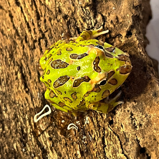 Camo Pacman Frog