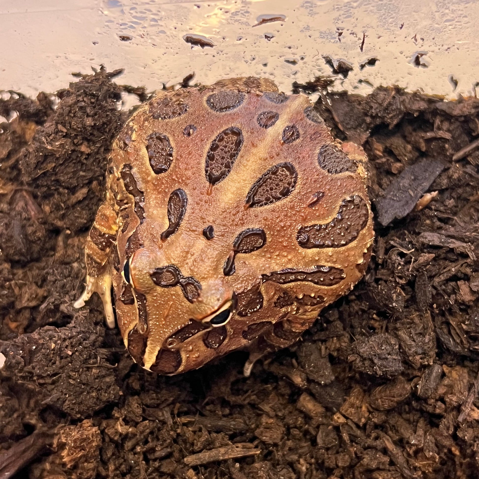 Coffee Pacman Frog