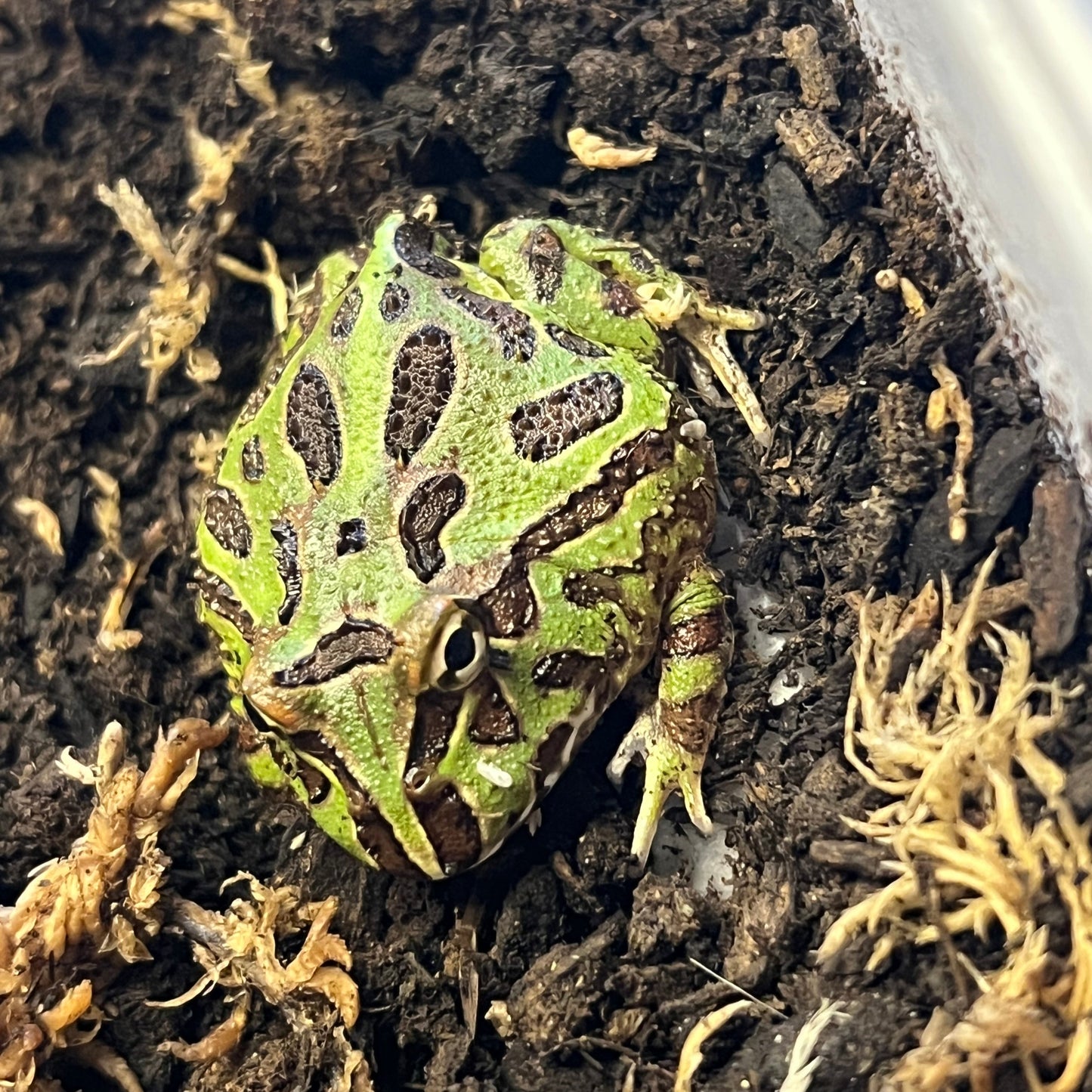 Green Pacman Frog