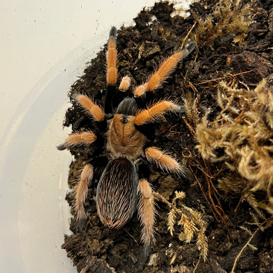 Bloodleg Tarantula