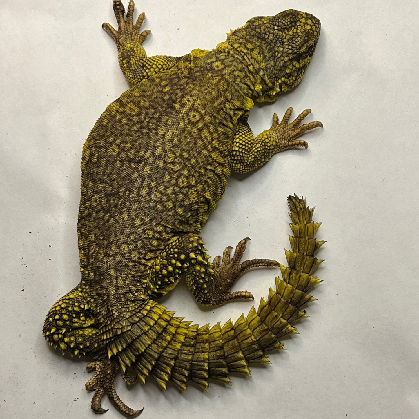 Male yellow uromastyx