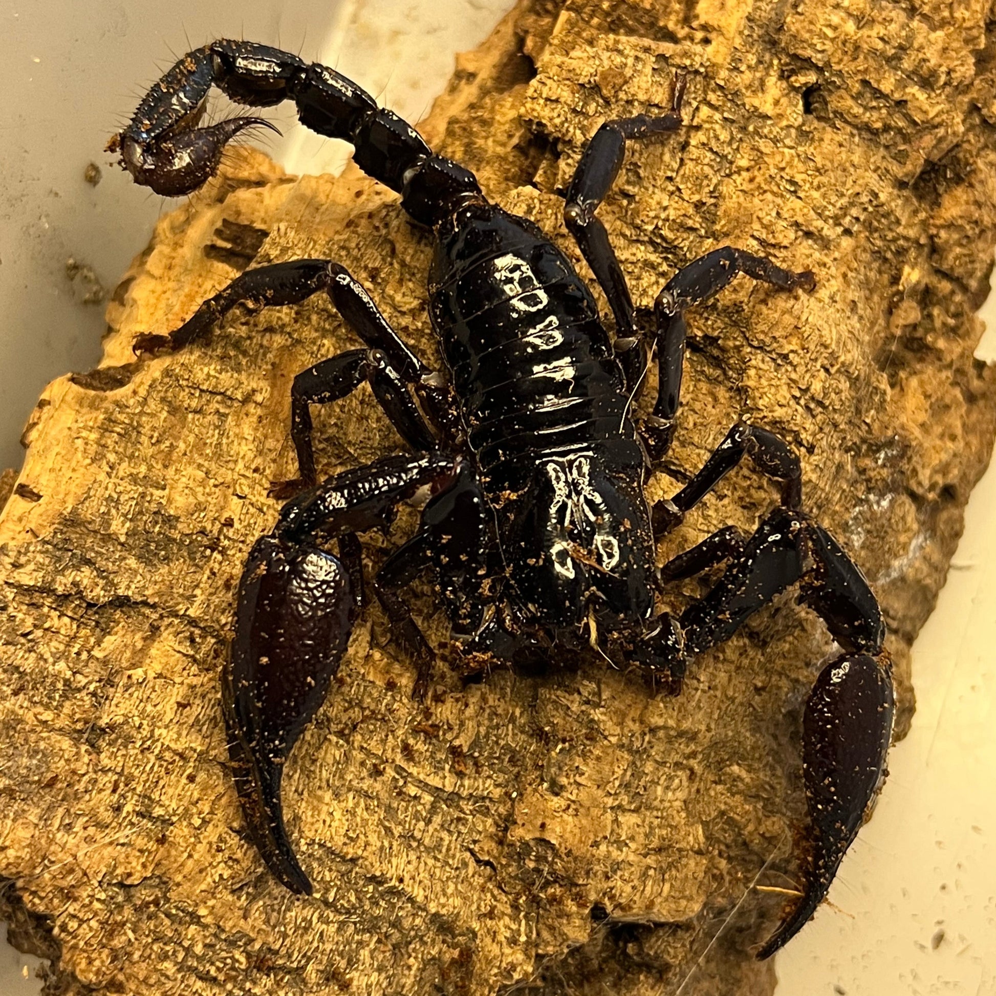 Long Claw Asian Forest Scorpion