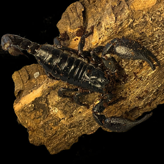 Heterometrus laoticus (Vietnamese Forest Scorpion)