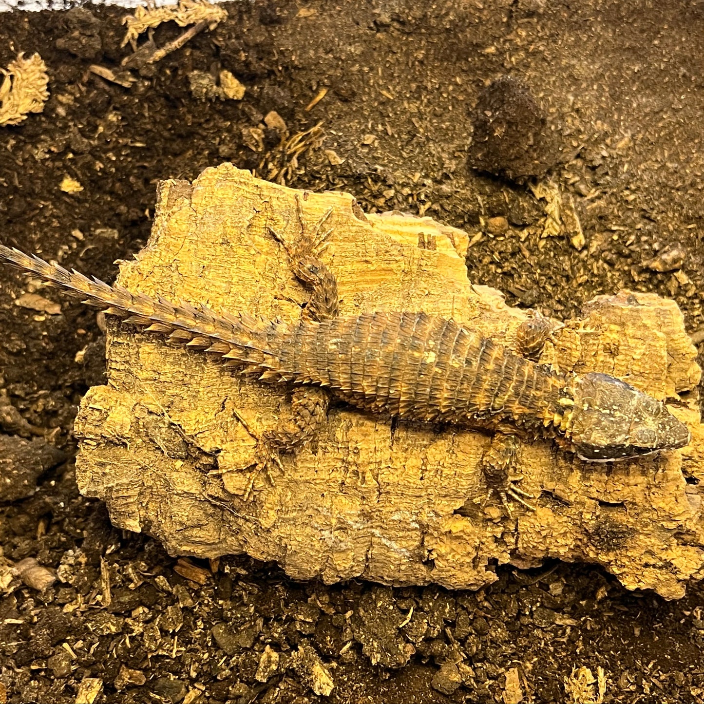 Girdled Armadillo Lizard