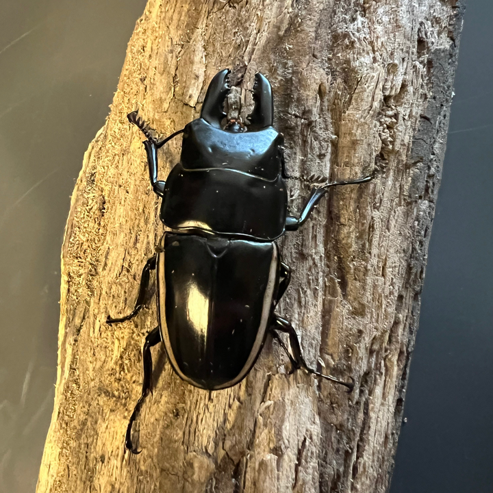 Gallegos Zoological Supply exotic insects for sale