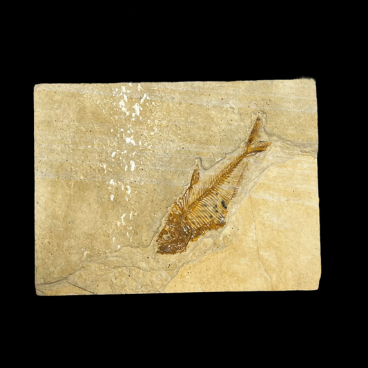 Diplomystus denatus fossil