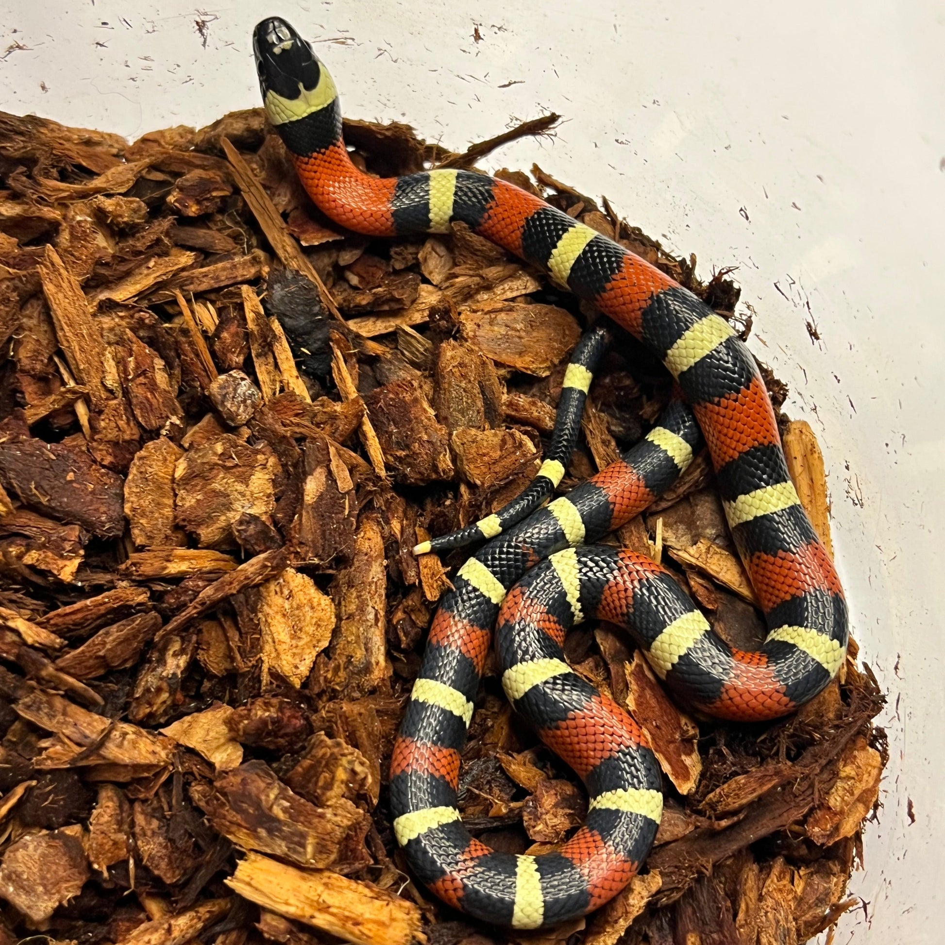 Milk snake hybrid