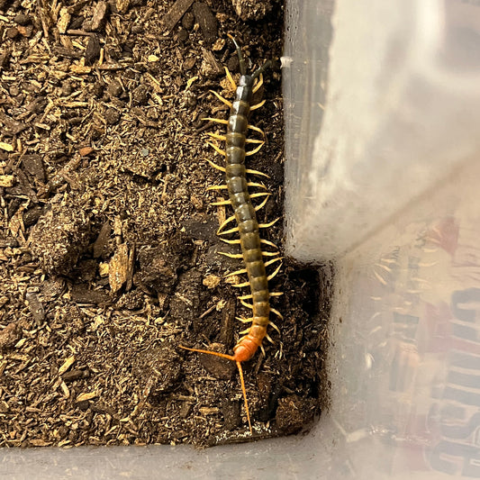 Scolopendra heros "green"