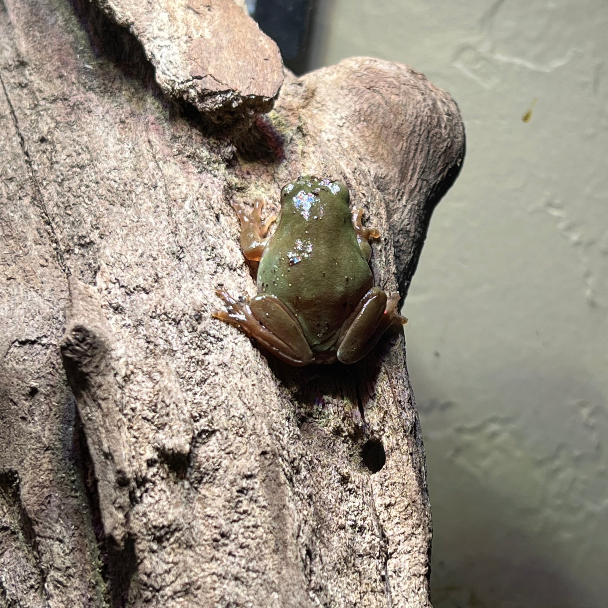 Australian Dumpy Tree Frog baby