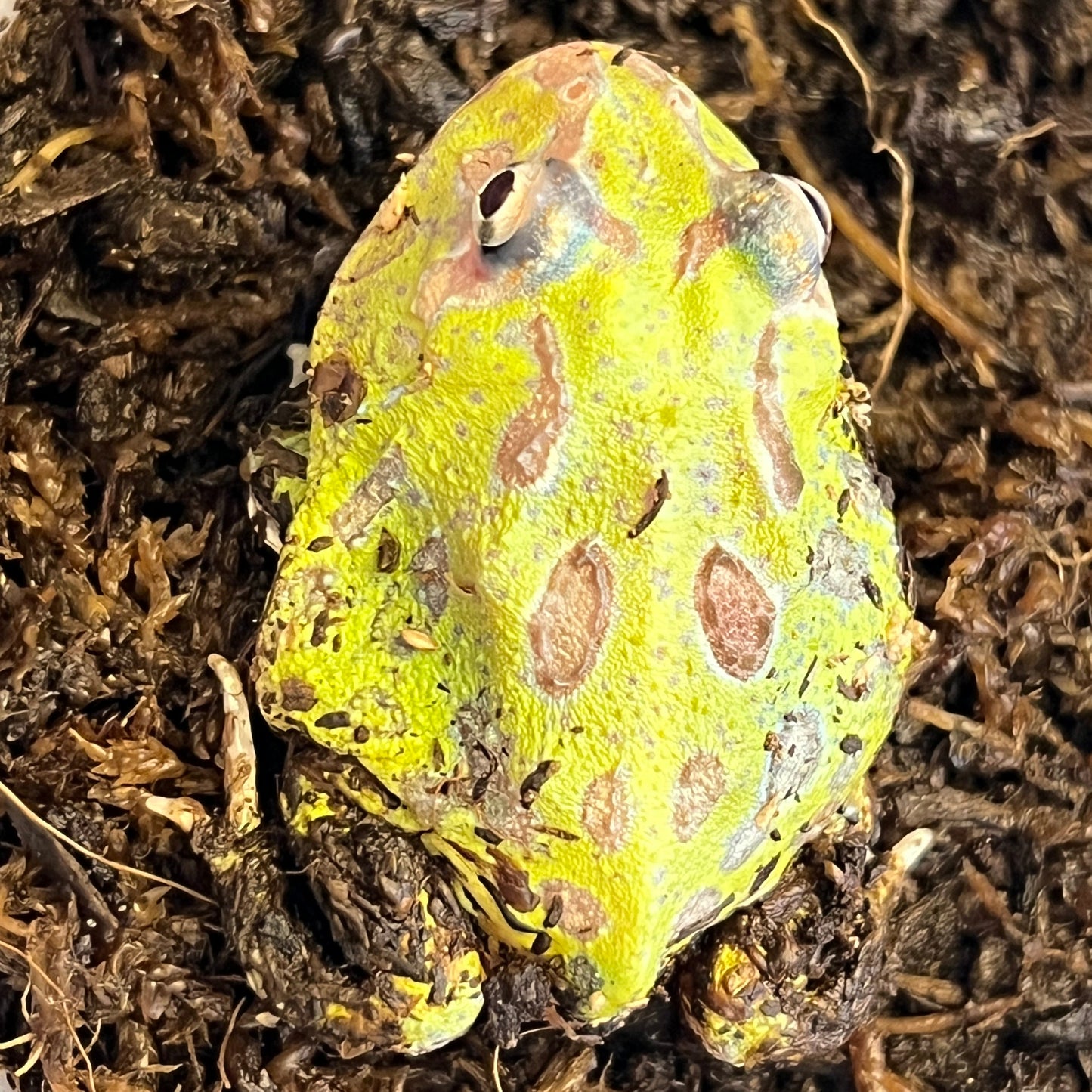 Ceratophrys cranwelli (Yellow Mutant Pacman frog)