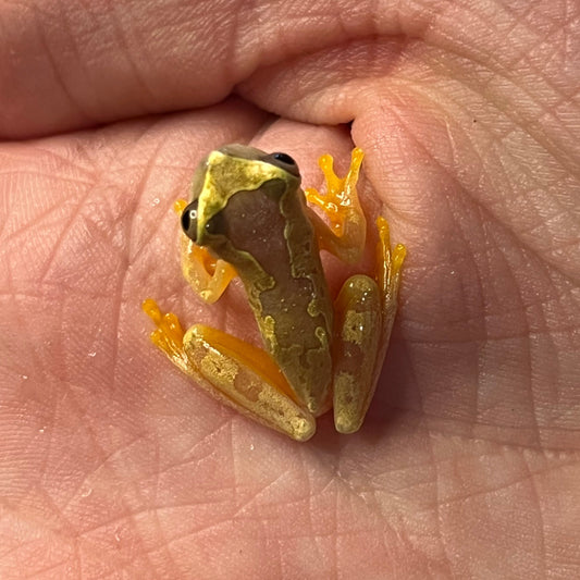 Dendropsophus ebraccatus (Hour Glass Tree Frog)