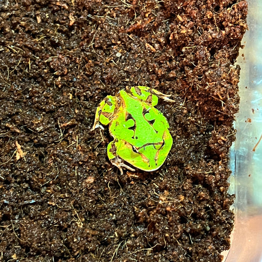 Ceratophrys cornuta