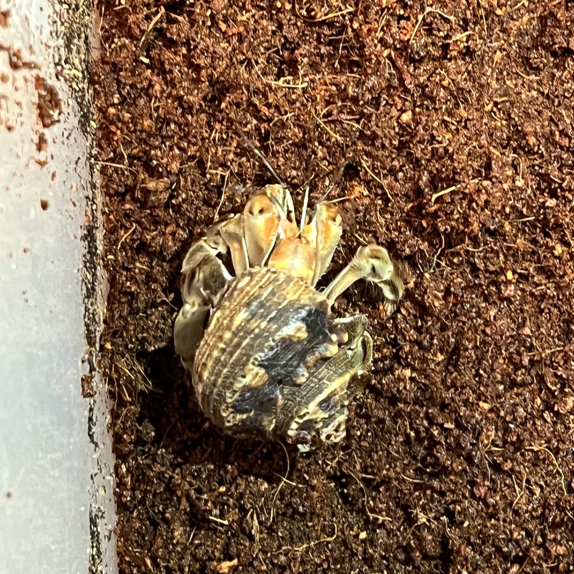 Pacific Hermit Crab