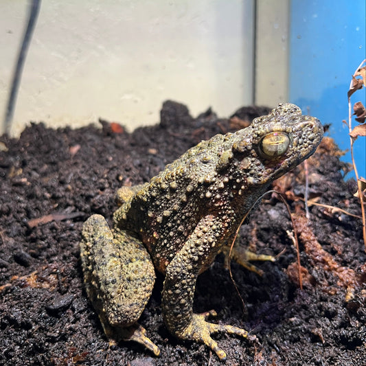 Phrynoides asper (Giant Asian River Toad)