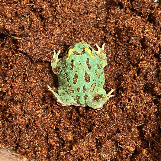 Blue samurai pacman frog