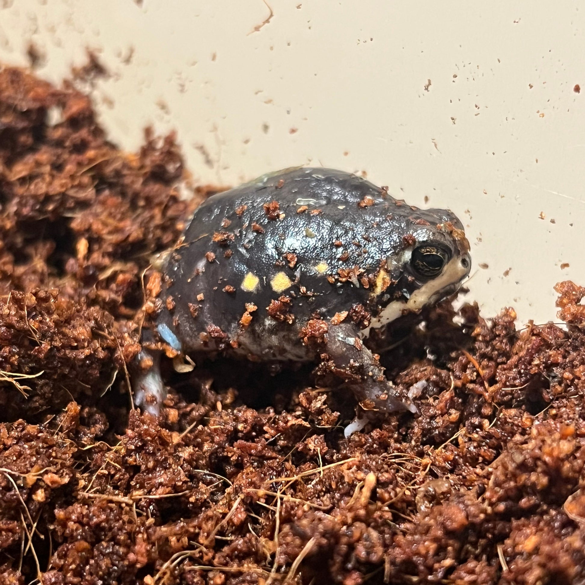 Power's Rain Frog