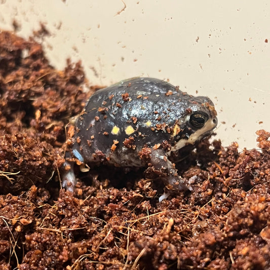 Power's Rain Frog