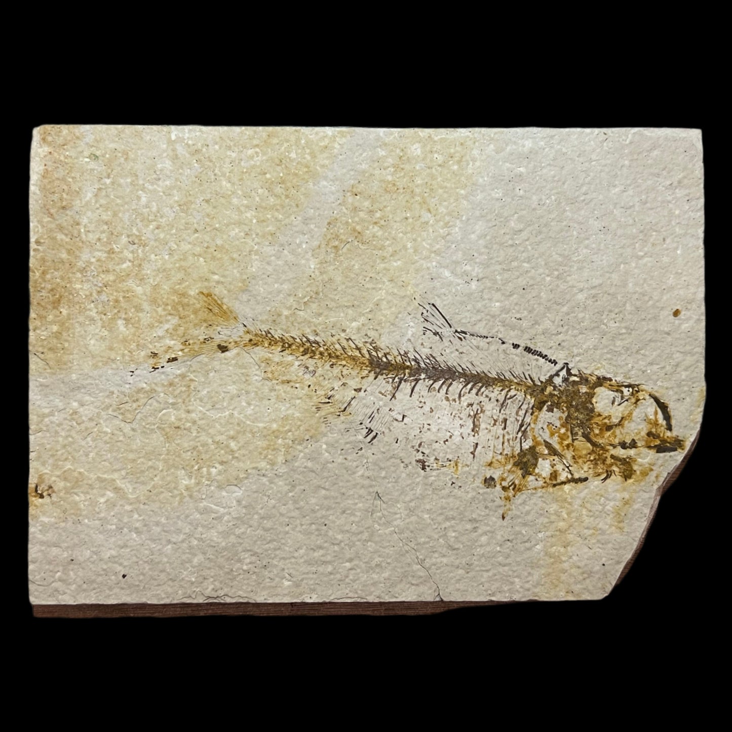 Diplomystus denatus negative fossil