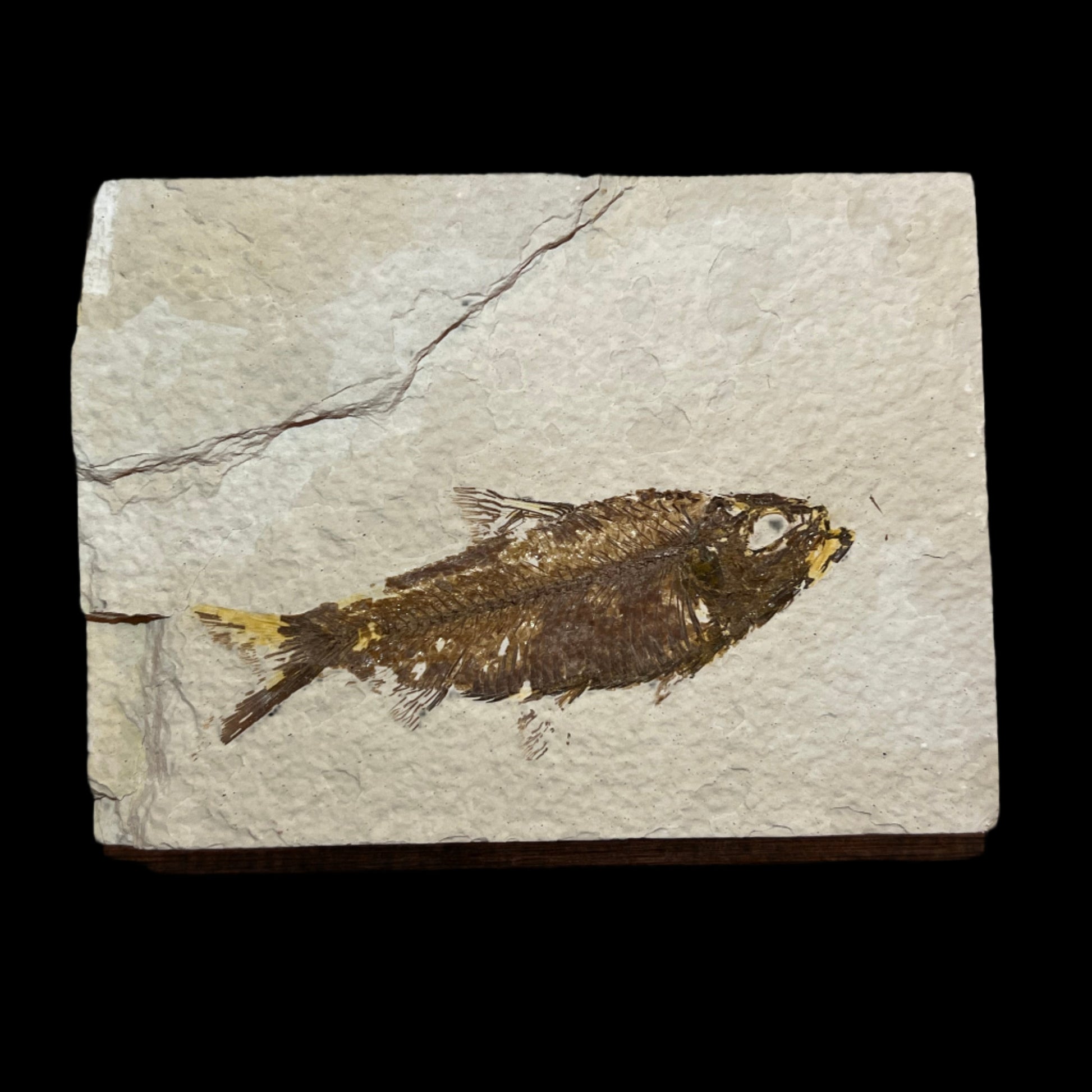 Knightia eocaena fossil
