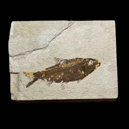 Knightia eocaena fossil
