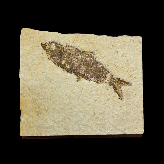 knightia eocaena fossil - green river formation