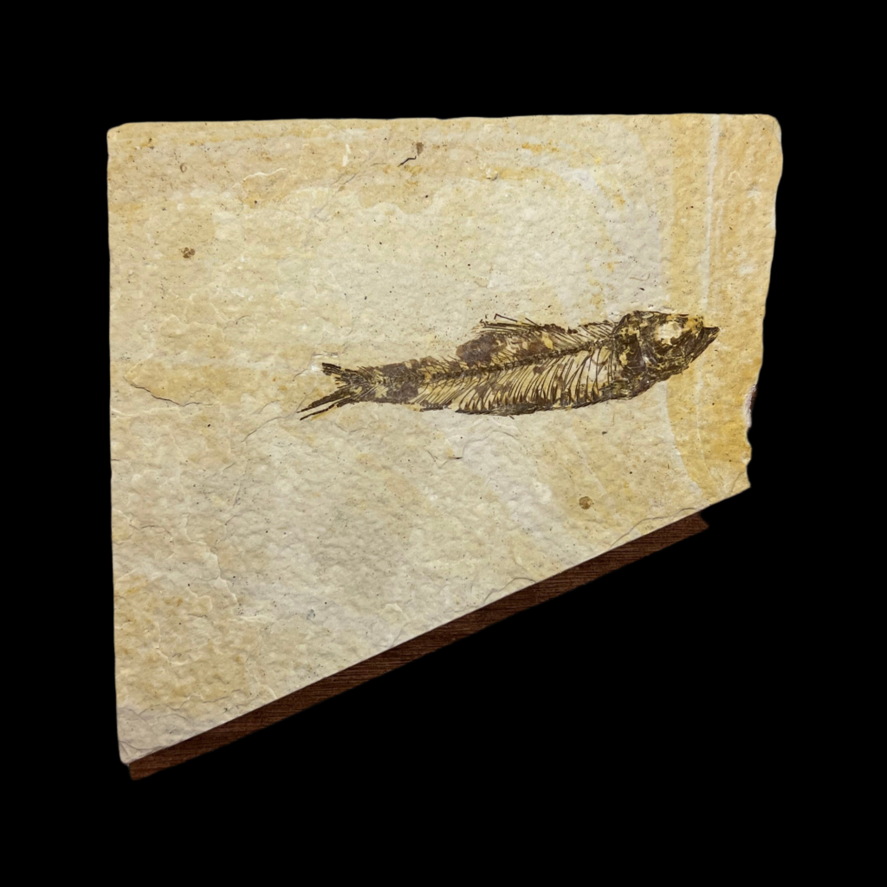 Knightia eocaena fossil – Gallegos Zoological