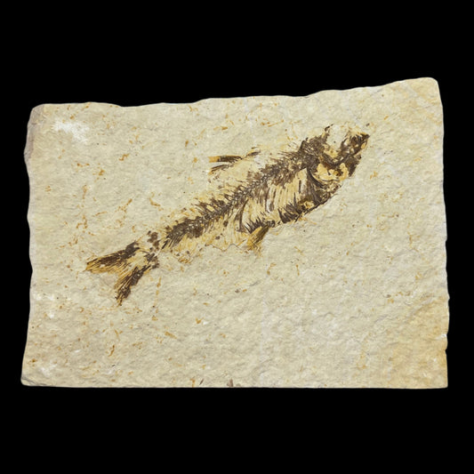 Knightia fossil (c grade)