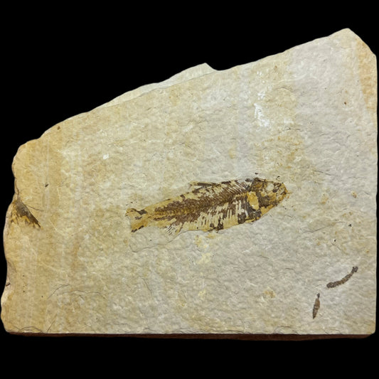 Knightia eocaena and coprolite