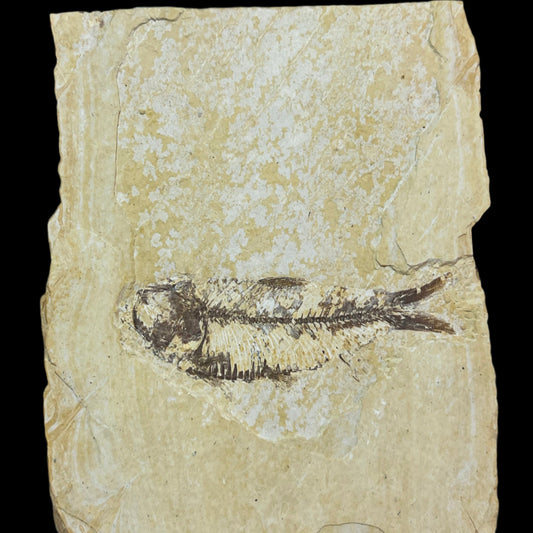 Knightia eocaena fossil (b grade)