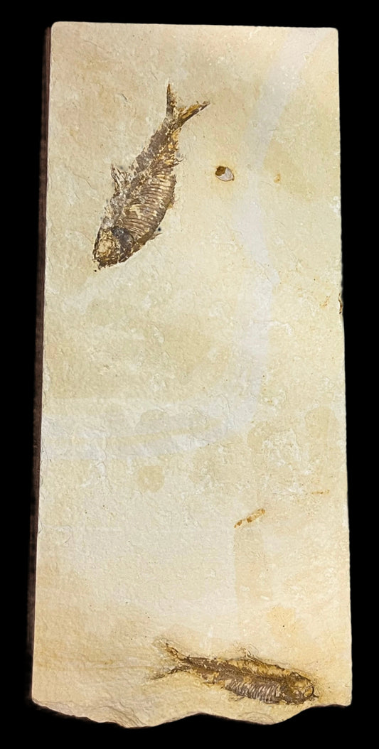 knightia fossil 2 fish