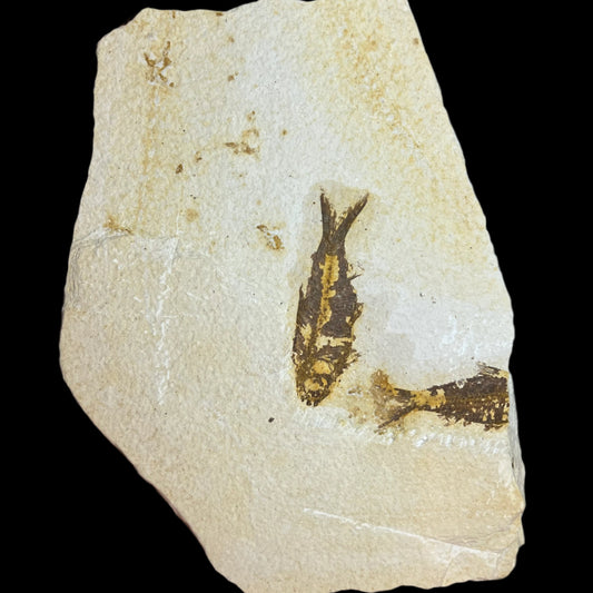Knigtia eocaena fossil