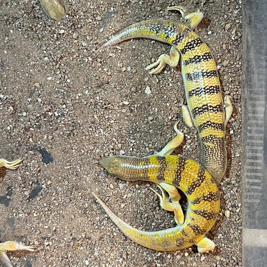 Sand fish skinks
