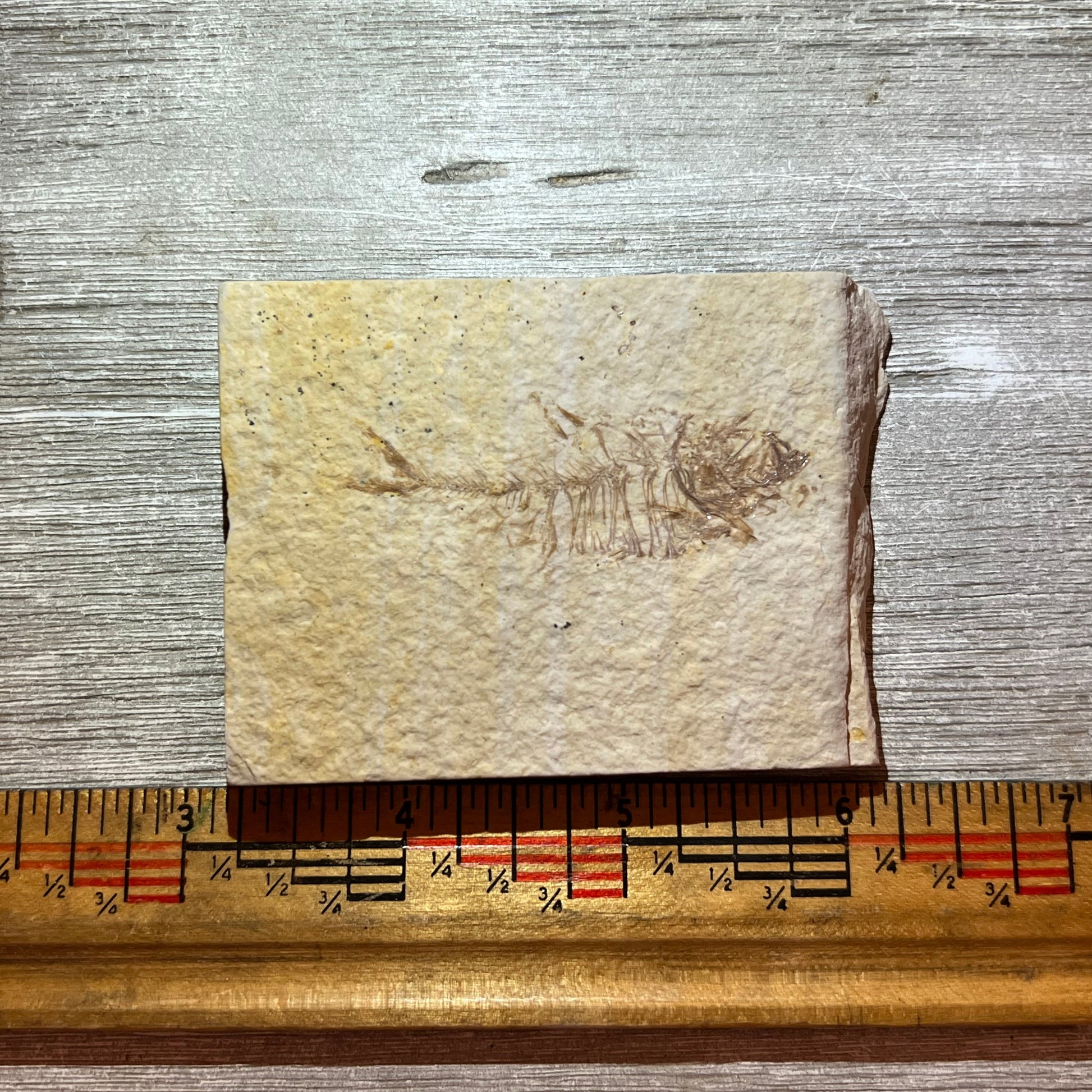 Bab Kighta eocaena fossil