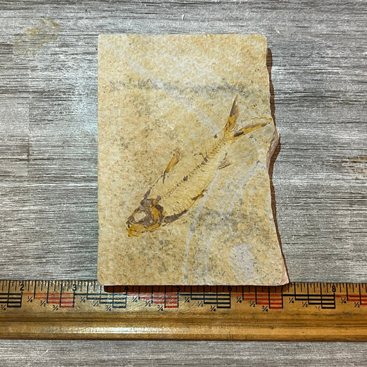 Fossilized fish on a piece of rock with a ruler for scale on a wooden surface